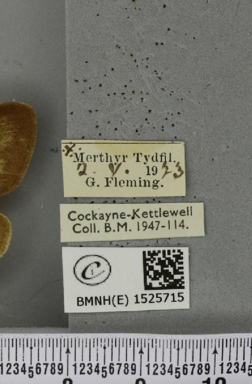 Macrothylacia rubi (Linnaeus, 1758) - BMNHE_1525715_label_196325