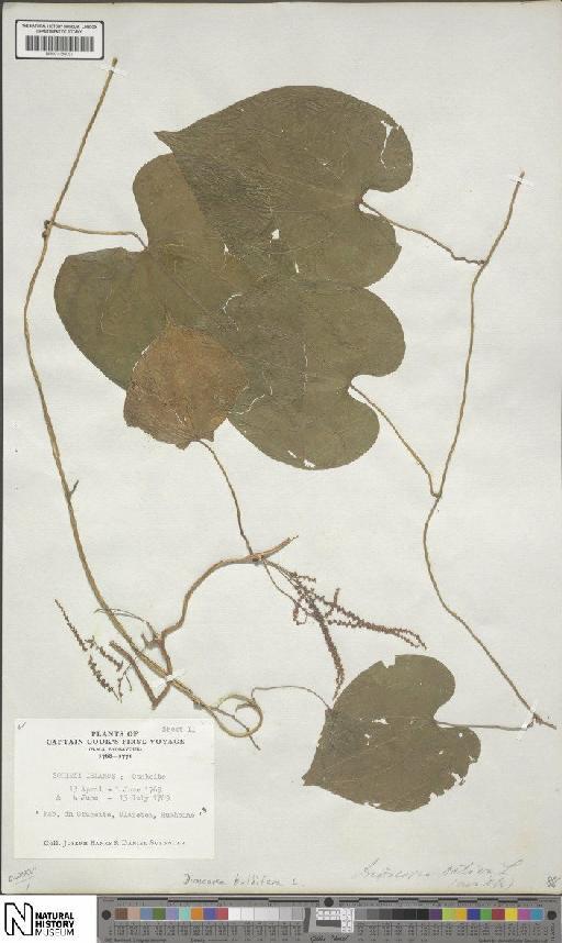Dioscorea bulbifera L. - BM001190091