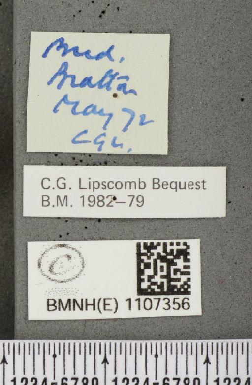 Euphydryas aurinia ab. virgata Tutt, 1896 - BMNHE_1107356_label_18589