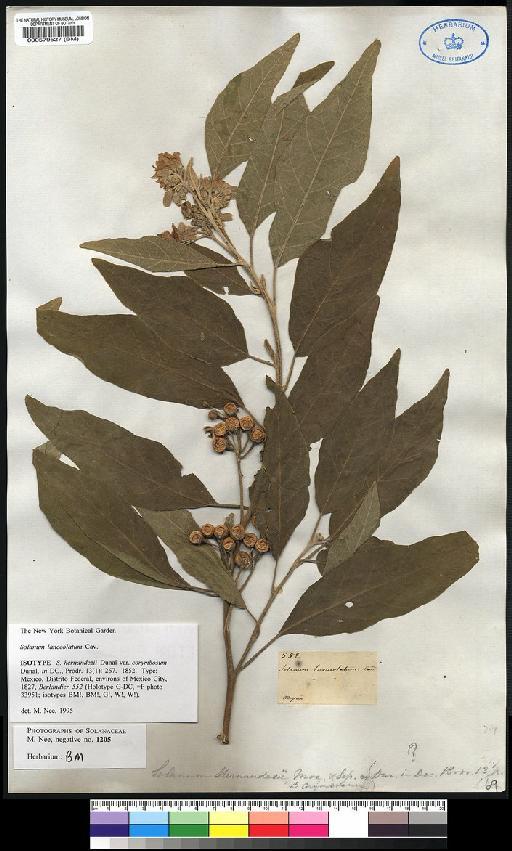 Solanum lanceolatum Cav. - Spruce - BM000579527