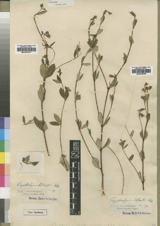 Ectadiopsis oblongifolia (Meisn) Schltr. - BM000925788