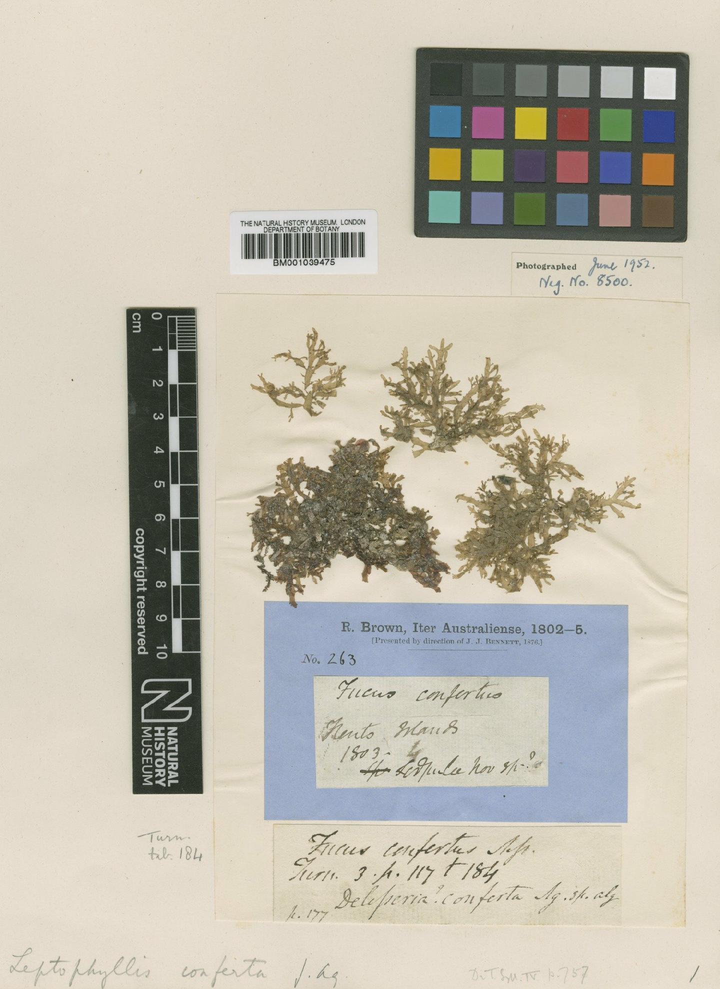 To NHMUK collection (Leptophyllis conferta (R.Br. ex Turner) J.Agardh; TYPE; NHMUK:ecatalogue:717157)