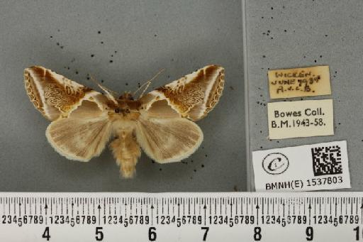 Habrosyne pyritoides (Hufnagel, 1766) - BMNHE_1537803_201804