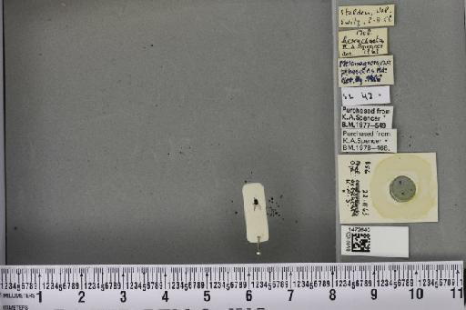 Ophiomyia orbiculata (Hendel, 1931) - BMNHE_1472640_60388