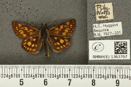 Carterocephalus palaemon (Pallas, 1771) - BMNHE_1363767_175919