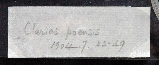 Clarias poensis Boulenger, 1908 - 1904.7.23.49; Clarias poensis; image of jar label; ACSI project image