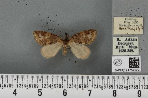 Hydriomena ruberata ab. suffusa Löberbauer & Aubert & Löberbauer, 1953 - BMNHE_1752122_330985