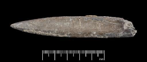 Acrocoelites (Odontobelus) subtricissus Kolb - PI CC  959 - belemnite