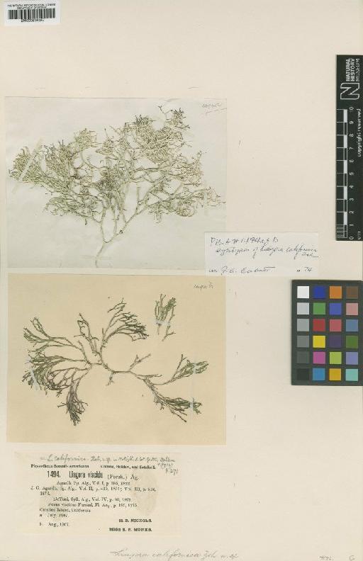 Liagora californica Zeh - BM000936357
