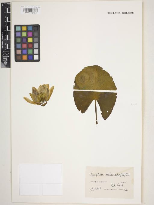 Nymphaea alba subsp. occidentalis (Ostenf.) Hyl. - 013863334