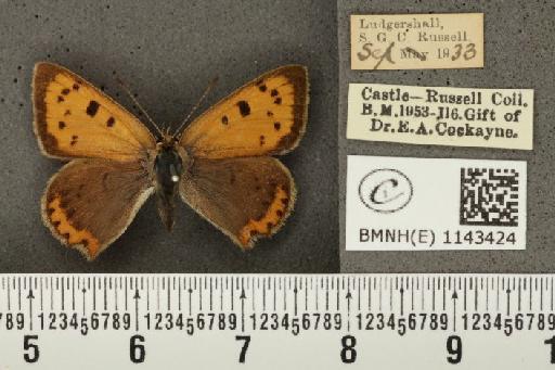 Lycaena phlaeas eleus ab. intermedia Tutt, 1896 - BMNHE_1143424_108297