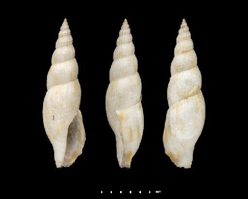 Pleurotoma delicata Reeve, 1846 - 1963791b