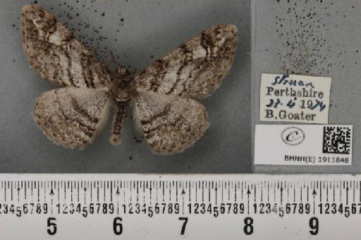 Cleora cinctaria bowesi Richardson, 1952 - BMNHE_1911848_475310