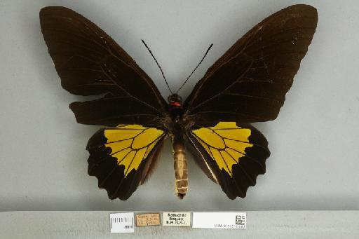 Troides oblongomaculatus oblongomaculatus - 013747990__751237