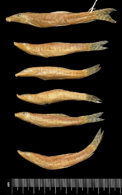 Nemacheilus shimogensis (Rao, 1920) - BMNH 1919.11.19.13-18, Nemacheilus shimogensis