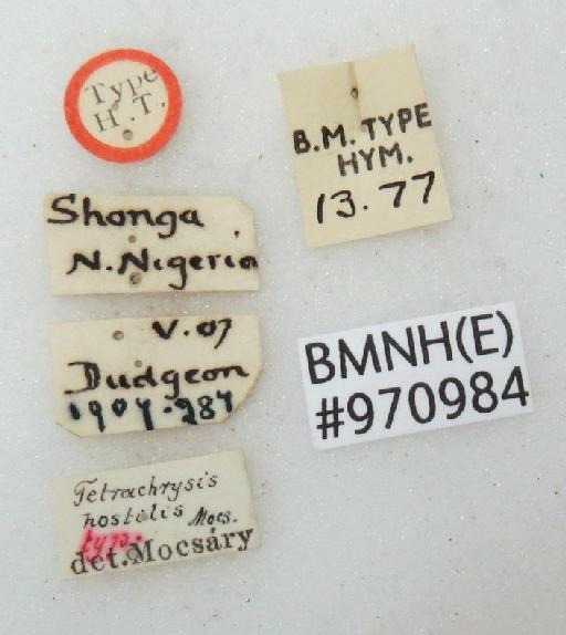 Chrysis hostilis Mocsary, A., 1914 - Chrysis_hostilis_BMNH(E)#970984_type-labels