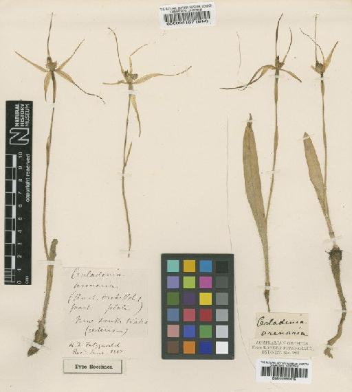 Caladenia patersonii R.Br. - BM000990418