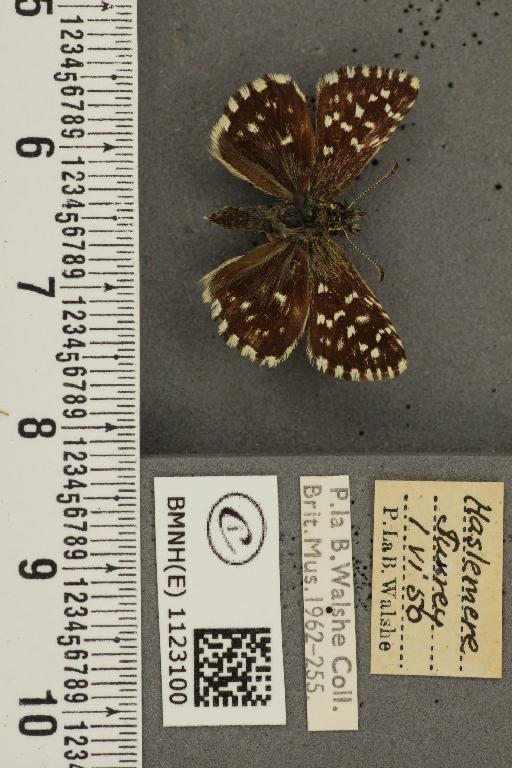 Pyrgus malvae (Linnaeus, 1758) - BMNHE_1123100_77974