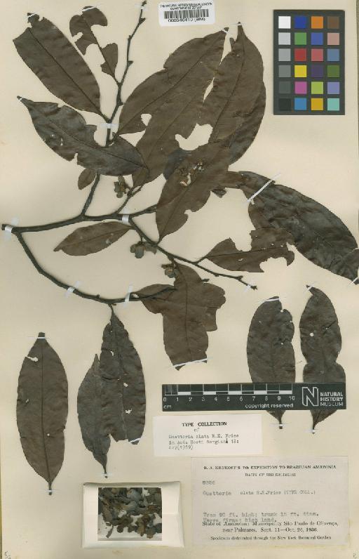 Guatteria elata R.E.Fr. - BM000546410