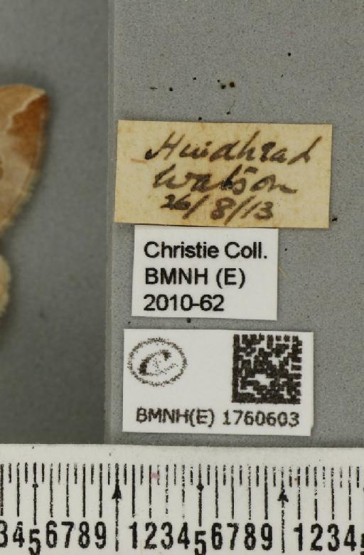 Eulithis testata (Linnaeus, 1761) - BMNHE_1760603_label_343307