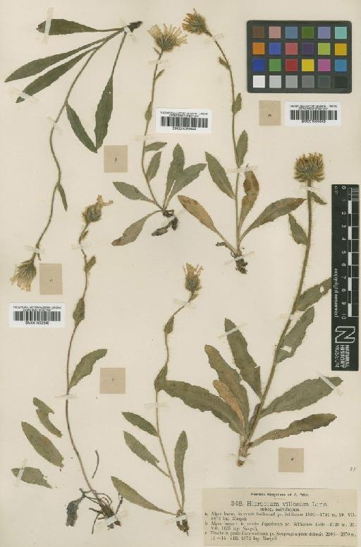 Hieracium villosum subsp. calvifolium Nägeli & Peter - BM001050644
