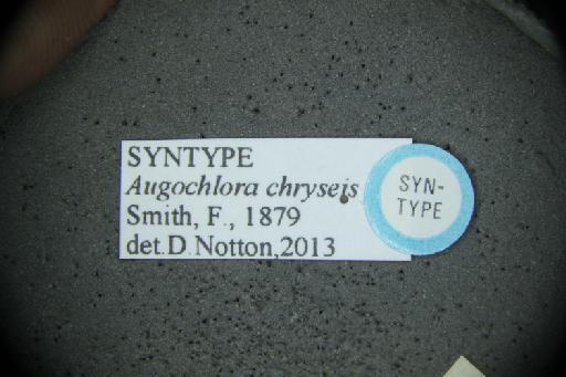 Augochlora chryseis Smith, F., 1879 - Augochlora_chryseis-NHMUK010265367-type-female-label5