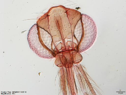 Lutzomyia (Psathyromyia) dasymera Fairchild & Hertig, 1961 - Lutzomyia_dasymera-BMNH(E)1251322_PT-male_head-10x.tif