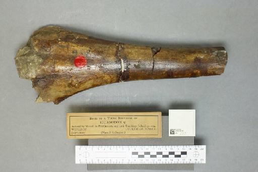 Iguanodon Mantell, 1825 - 010036042_L010221054
