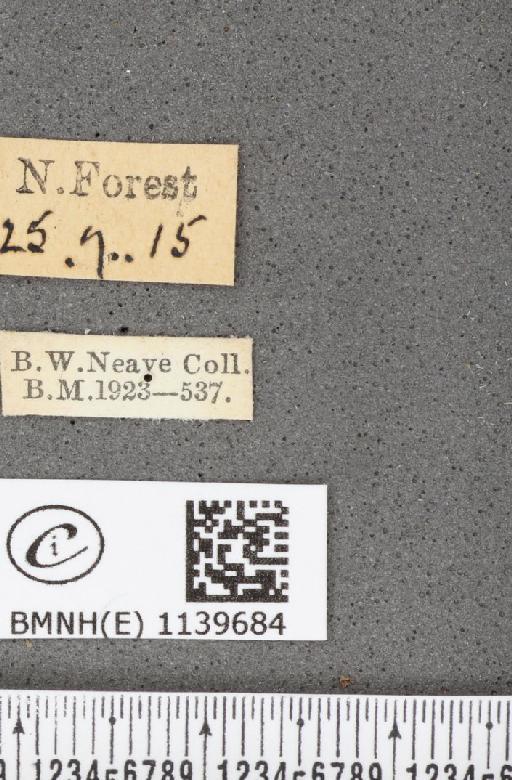 Thecla betulae (Linnaeus, 1758) - BMNHE_1139684_label_95813