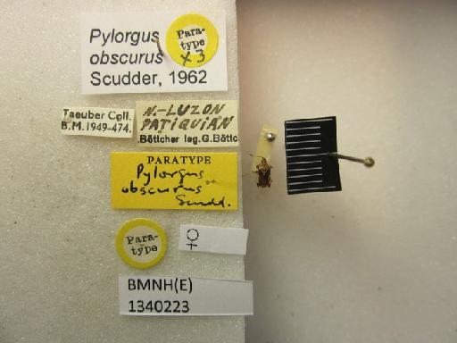 Pylorgus obscurus Scudder, 1962 - Pylorgus obscurus-BMNH(E)1340223-Paratype female dorsal & labels 1