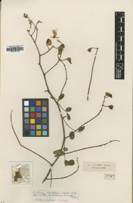 Chaetocalyx blanchetiana (Benth.) Rudd - BM000931583