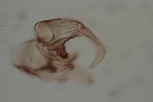 Simulium (Gomphostilbia) batoense Edwards, 1934 - 010195940_Simulium_Freemanellum_berghei_male genit