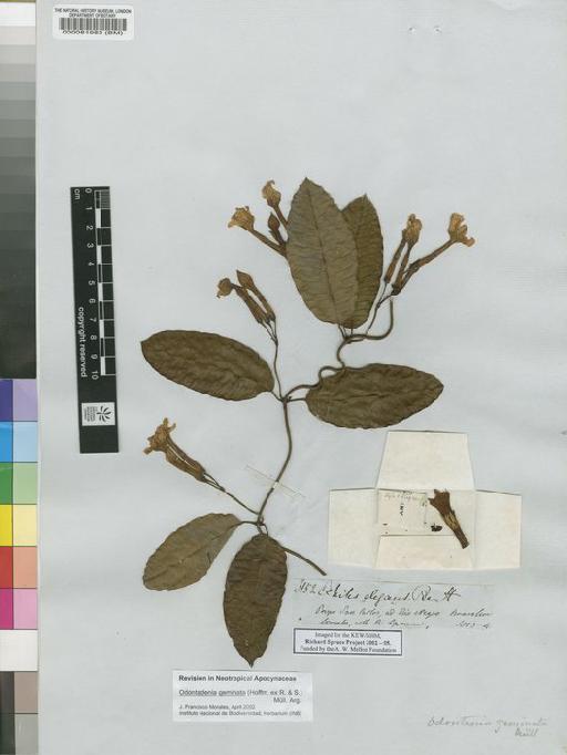 Echites elegans Benth. - Spruce - BM000081983