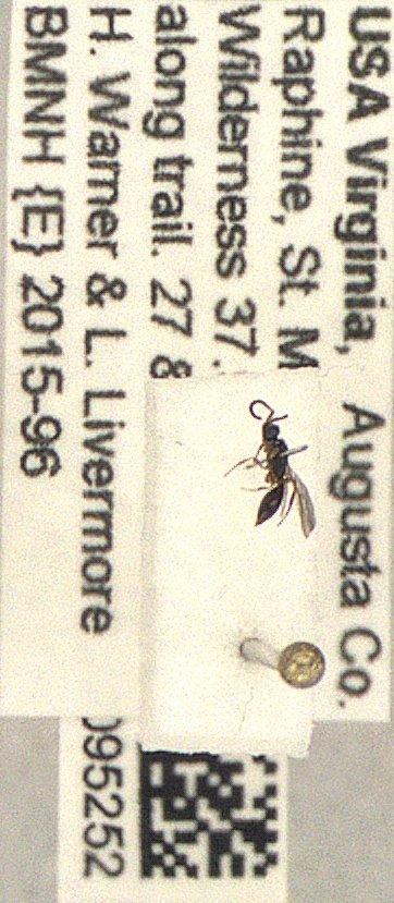 Belytinae Förster, A., 1856 - Hymenoptera 010095252