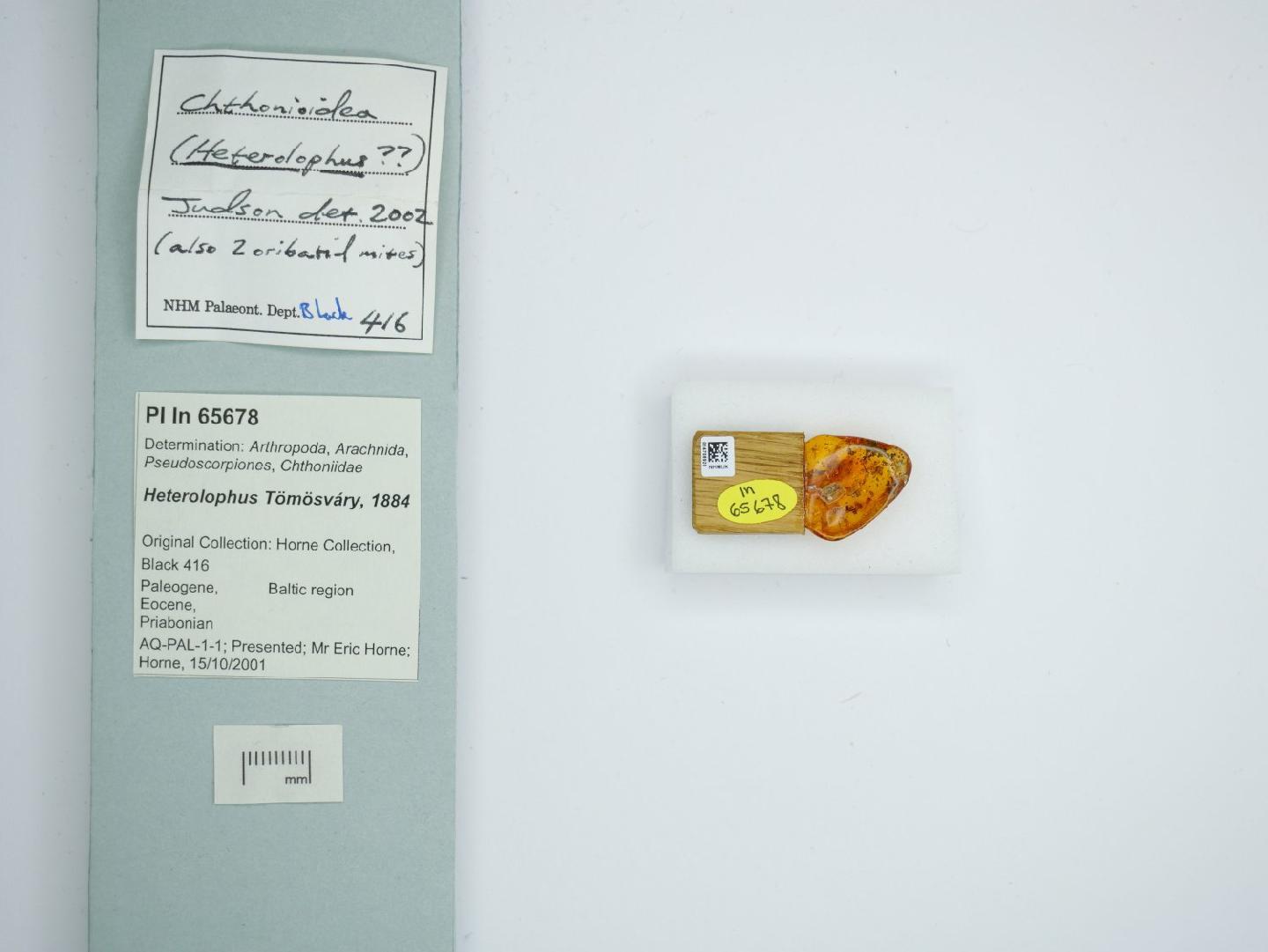 Heterolophus thumbnail
