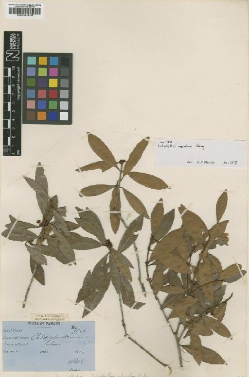 Calophyllum rupicolum Ridl. - BM000946495