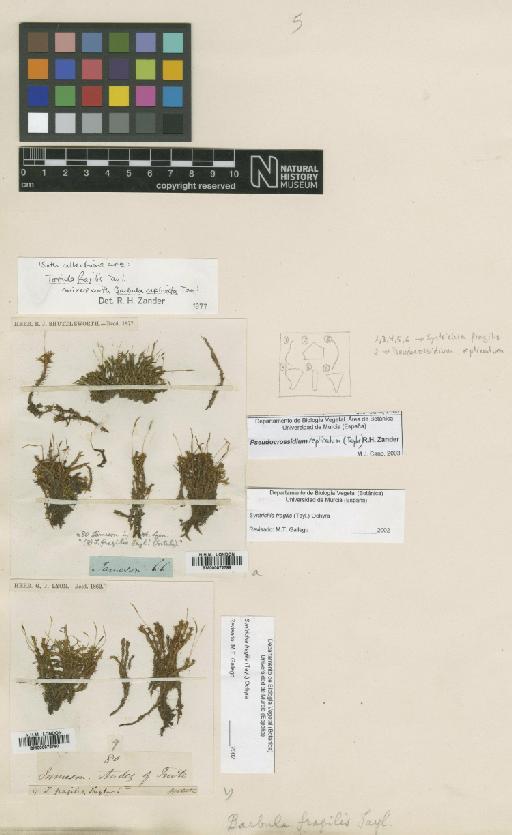 Syntrichia fragilis (Taylor) Ochyra - BM000872789_a