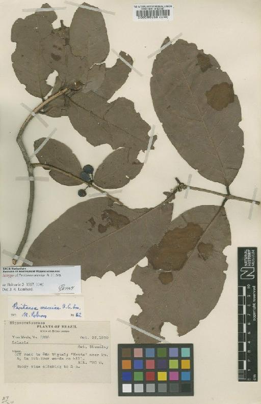 Peritassa mexiae A.C.Sm. - BM000080358