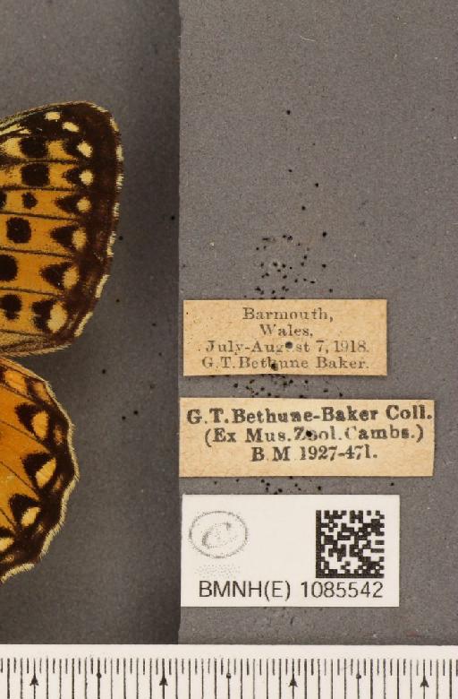 Argynnis aglaja (Linnaeus, 1758) - BMNHE_1085542_label_54463