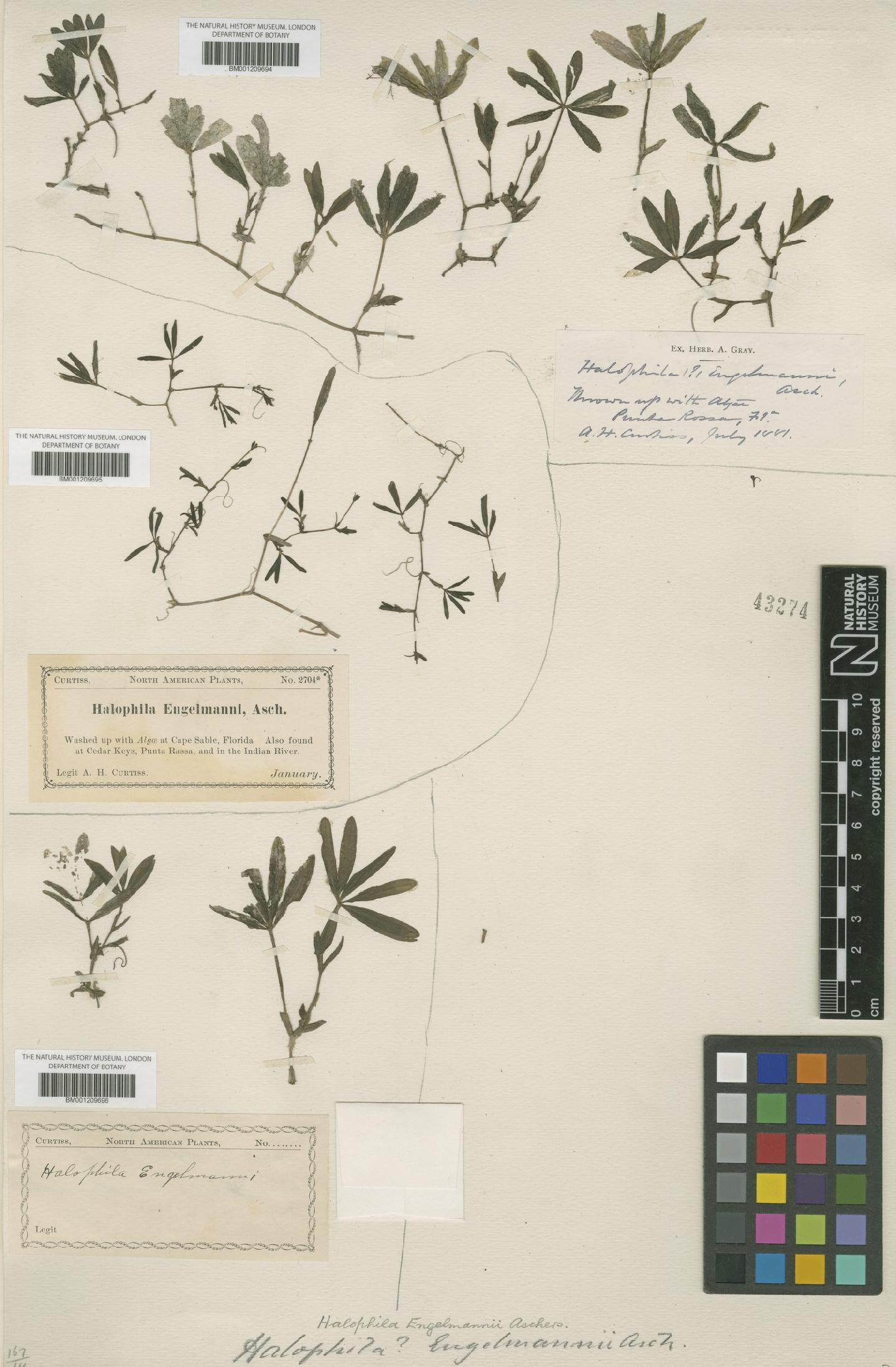 To NHMUK collection (Halophila engelmannii Asch.; NHMUK:ecatalogue:8067442)