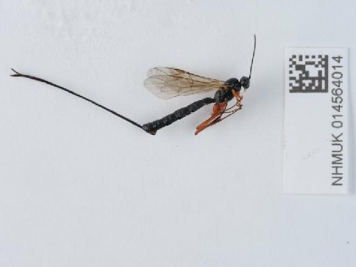 Liotryphon punctulatus (Ratzeburg, 1848) - 014564014_2