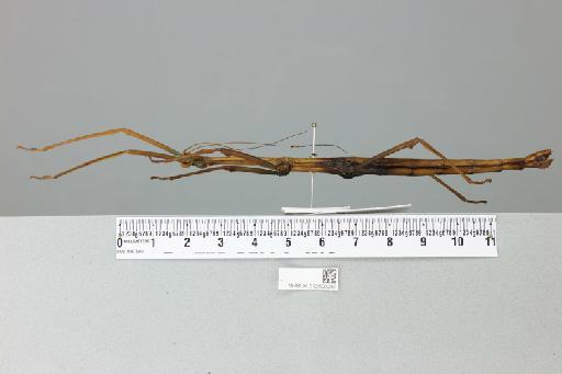 Lonchodes philippinicus Hennemann & Conle, 2007 - 012500287___2