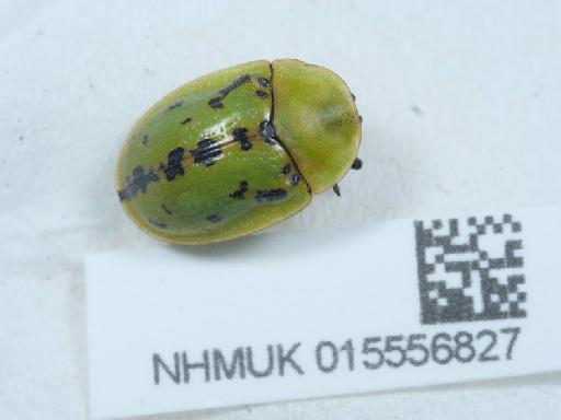 Cassida murraea Linnaeus, 1767 - 015556827_1