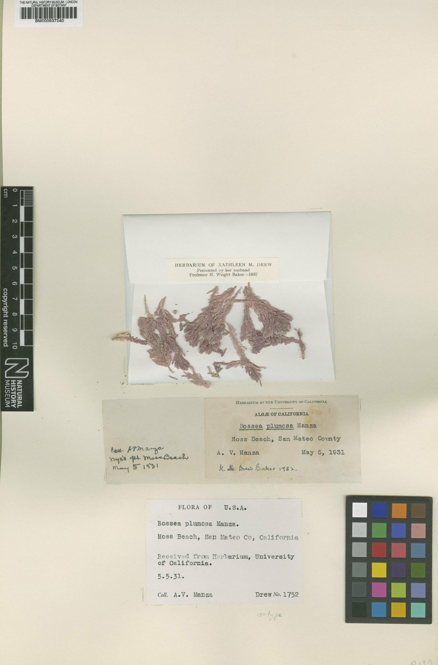 To NHMUK collection (Bossiella plumosa (Manza) P.C.Silva; Isotype; NHMUK:ecatalogue:473929)