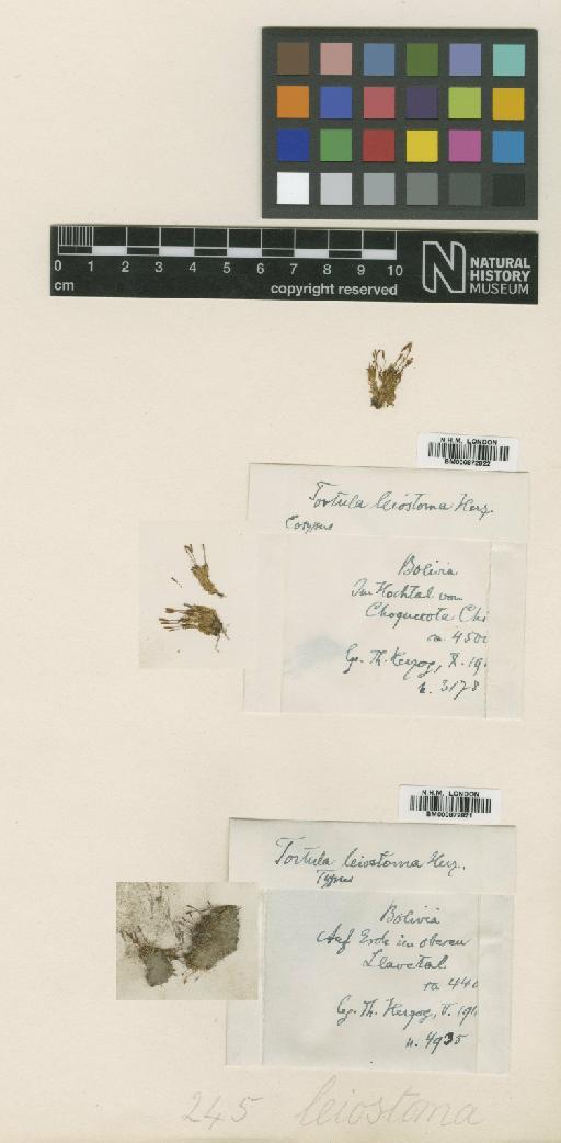 Tortula leiostoma Herzog - BM000872821_a