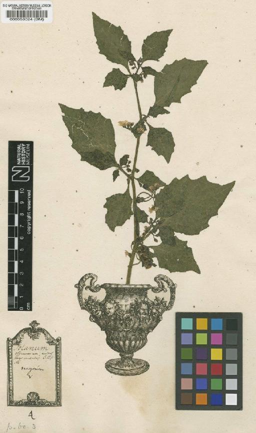Solanum nigrum L. - BM000558024