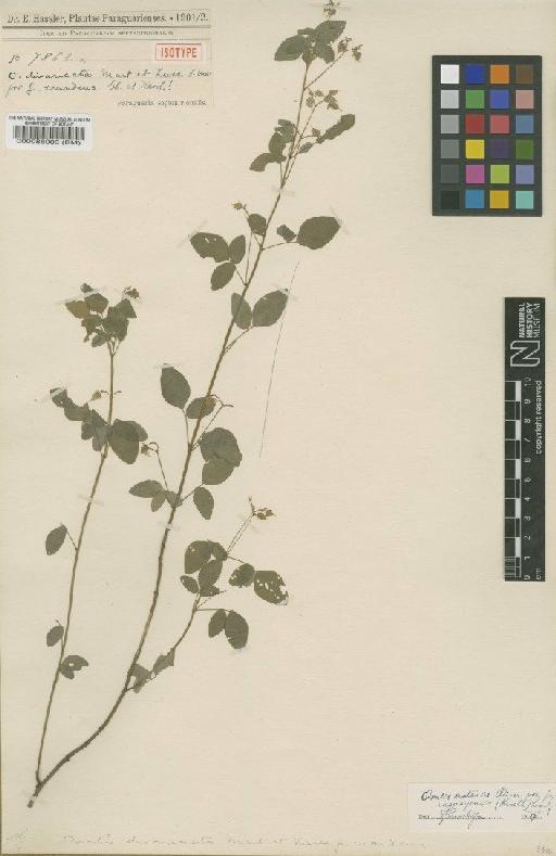 Oxalis cratensis var. paraguayensis (R.Knuth) Lourteig - BM000088000