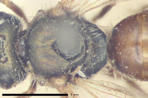 Halictus gemmatus Smith, F., 1853 - Halictus_gemmatus-NHMUK010265371-type-female-mesosoma-dorsal-6_3x