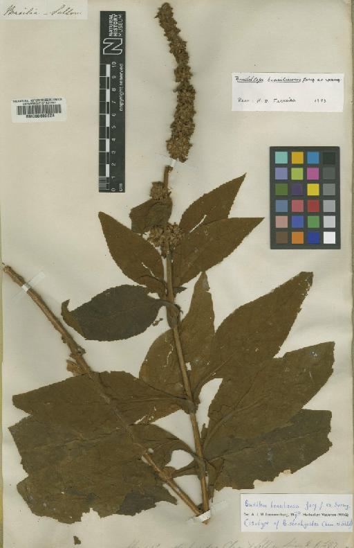 Buddleja braziliensis Jacq. ex Spreng. - BM000600624