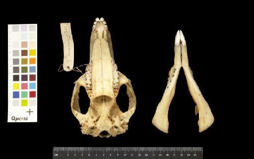 Macropus robustus reginae Schwarz, 1910 - 1908.8.8.55_Skull_Ventral